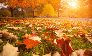 trees on fall season